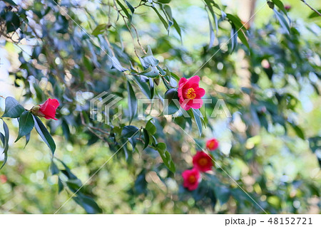 ヤブツバキの花 ヤブツバキの花 48152721