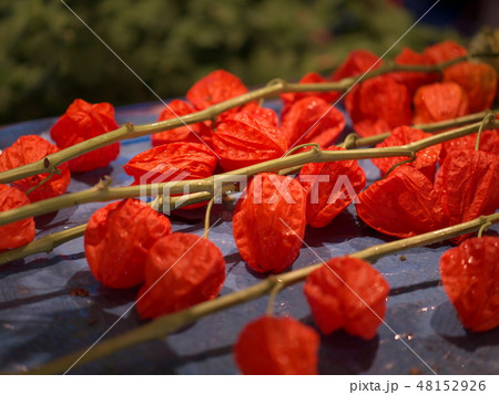 ホオズキ ホオズキ 48152926