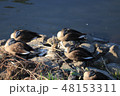 鴨昼寝 48153311
