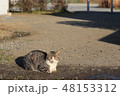 水たまりと野良猫 48153312