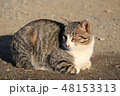 猫アップ　横顔 48153313