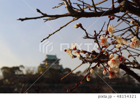 大阪城梅林 大阪城梅林 48154321