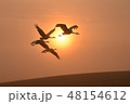 朝日のぼる大空に羽ばたくタンチョウたち 48154612