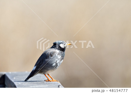 スズメ目ムクドリ科ムクドリ 48154777