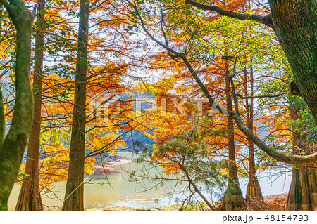 秋の九大の森 48154793