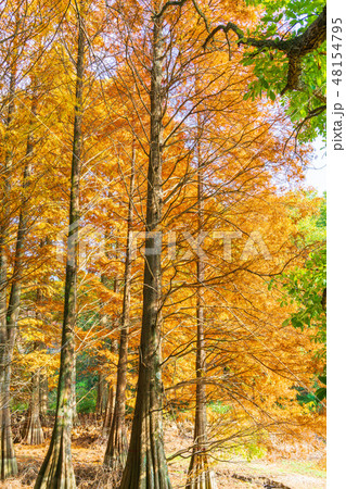 秋の九大の森 48154795