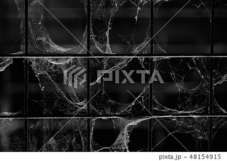 Cobweb on metal grid for horror background Cobweb on metal grid for horror background 48154915