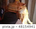 大澳の猫 48154941