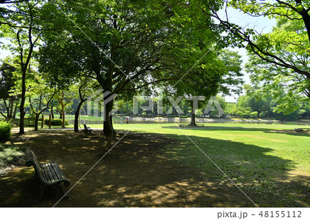 茨城県つくば市　洞峰公園 48155112