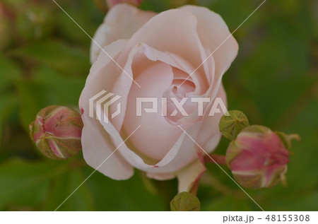 バラ 48155308