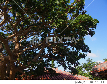 Okinawa　沖縄　デイゴ 48155311