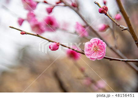 紅梅の枝 紅梅の枝 48156451
