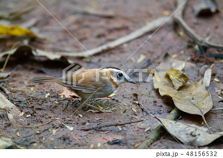 Rufous-throated fulvetta (Alcippe rufogularis) Rufous-throated fulvetta (Alcippe rufogularis) 48156532