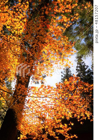 不動滝 群馬県 みどり市 柱戸川 紅葉 滝 不動滝 群馬県 みどり市 柱戸川 紅葉 滝 48157207