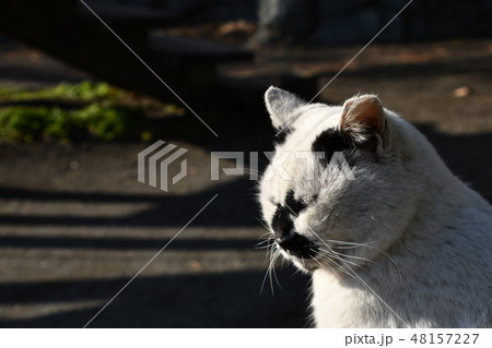 ねこ 江の島 ねこ 江の島 48157227