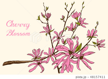 Japanese Sakura, Blooming cherry, magnolia or almond. Wild Flowers with leaves. Wedding plant with 48157411