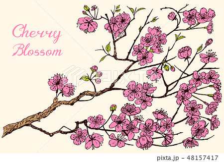 チェリーページ Morello Cherry Shirt | GUESS Factory