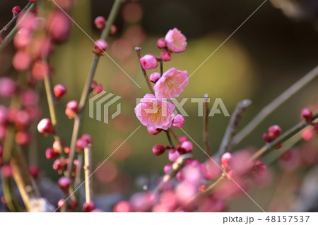 大牟田市 普光寺 梅の花、 大牟田市 普光寺 梅の花、 48157537