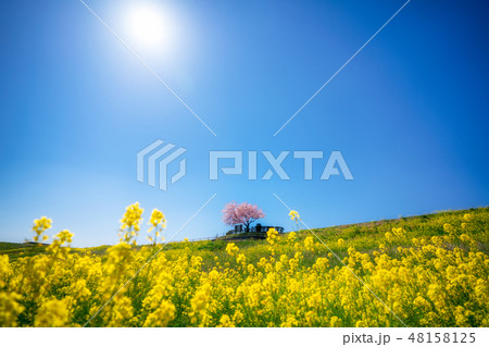 桜と菜の花 48158125