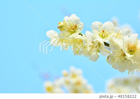 梅 春の花 4月 48158222