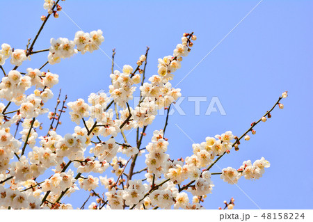 梅 春の花 4月 48158224