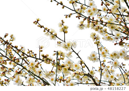 梅 春の花 4月 48158227