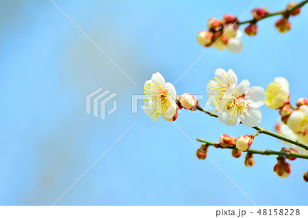 梅 春の花 4月 48158228