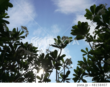 Dramatic skies and clouds with plumeria tree 48158407