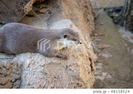 コツメカワウソ コツメカワウソ 48158524