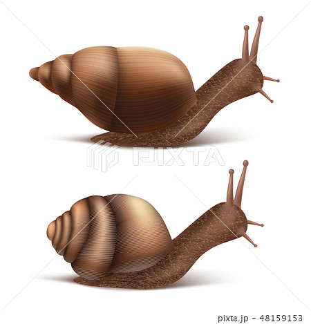 Vector Burgundy, Roman snails. French cuisine delicatessen 48159153