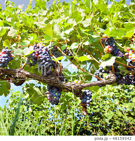 Blue grapes on vine in organic vineyards. Piedmont Blue grapes on vine in organic vineyards. Piedmont 48159342