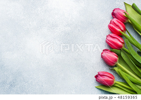 Bouquet of pink crimson tulips on a light blue Bouquet of pink crimson tulips on a light blue 48159365