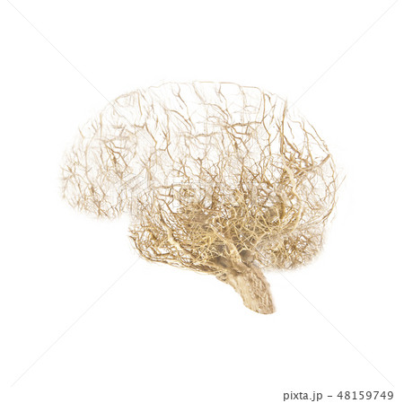 Concept human brain made from roots on white Concept human brain made from roots on white 48159749