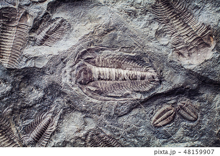 The imprint of the ancient trilobites in a stone. The imprint of the ancient trilobites in a stone. 48159907