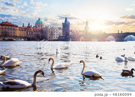 Swans on Vltava river, towers  48160094