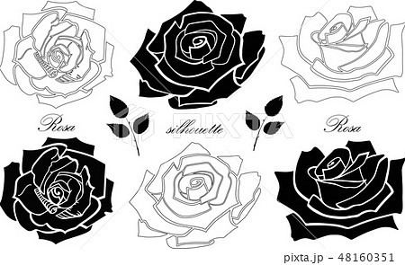 Roses. Silhouettes. Black and white. Set of elements isolated on a white background. Vector 48160351