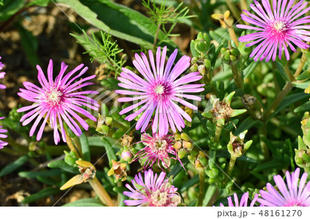 画像中央部のマツバギクの紫色の花に焦点を定めてクローズアップで撮影した写真 画像中央部のマツバギクの紫色の花に焦点を定めてクローズアップで撮影した写真 48161270
