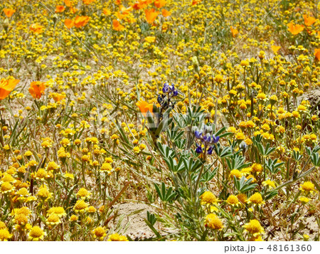 アメリカ 野生の黄色い花とカリフォルニアポピー アメリカ 野生の黄色い花とカリフォルニアポピー 48161360