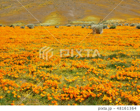 アメリカ 一面のカリフォルニアポピー ランカスター アメリカ 一面のカリフォルニアポピー ランカスター 48161364