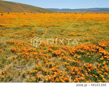 アメリカ 一面のカリフォルニアポピー ランカスター アメリカ 一面のカリフォルニアポピー ランカスター 48161366