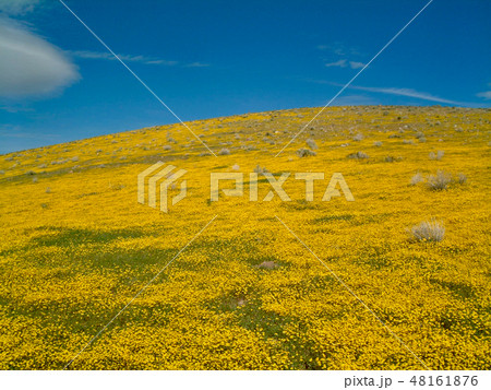 アメリカ　一面の黄色い花に囲まれた小山と青空 48161876
