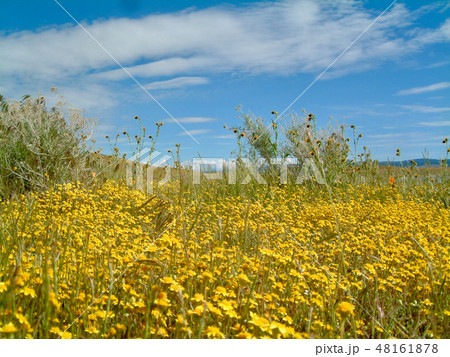 アメリカ マスタードの花とそら アメリカ マスタードの花とそら 48161878