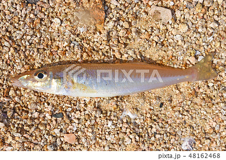 キス 釣魚 キス 釣魚 48162468