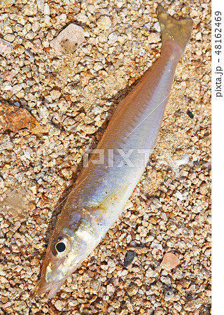 キス 釣魚 キス 釣魚 48162469