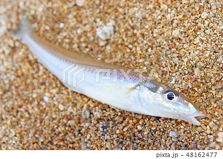 キス　釣魚 48162477