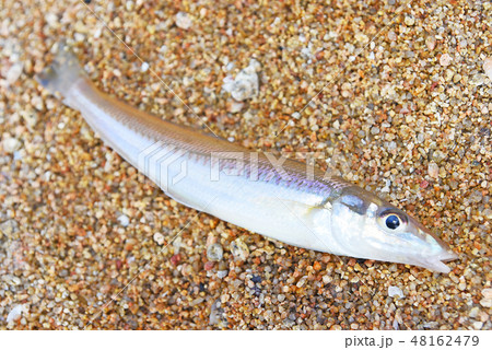 キス 釣魚 キス 釣魚 48162479
