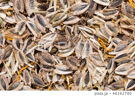 High quality seeds of doronicum, flower in a texture form for your personal garden. Can be used by 48162780