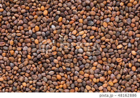 High quality seeds of rucola, in a texture form for your perfect garden. Can be used by seed High quality seeds of rucola, in a texture form for your perfect garden. Can be used by seed 48162886