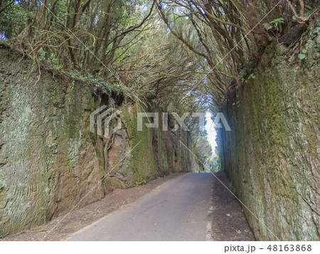 narrow asphalt road going through mystery primary Laurel forest Laurisilva rainforest with old green narrow asphalt road going through mystery primary Laurel forest Laurisilva rainforest with old green 48163868