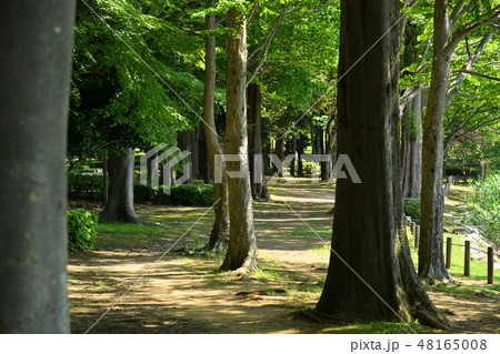 茨城県つくば市　洞峰公園 48165008